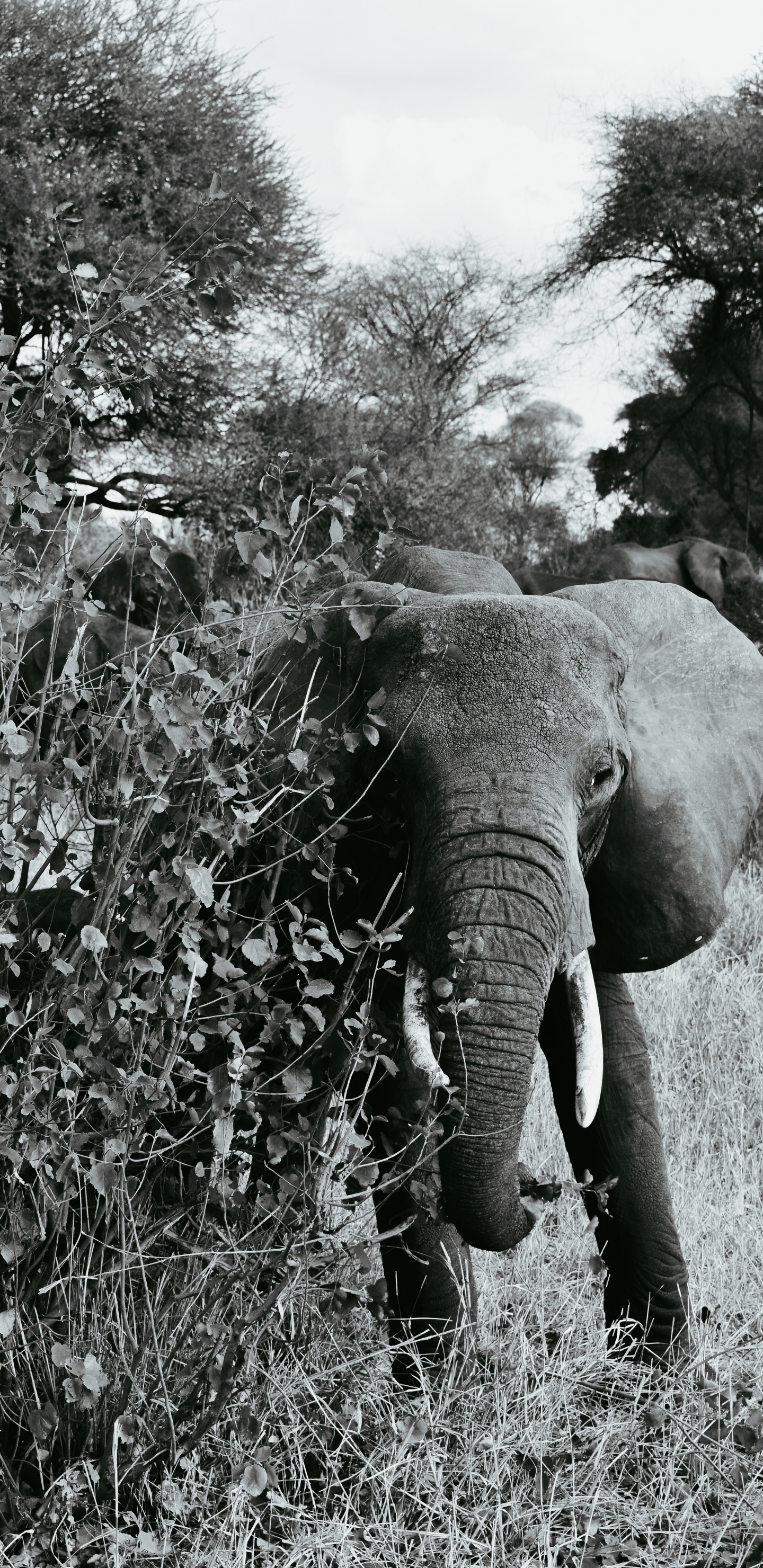 Обои Слон, черный и белый, наземные животные, слоны и мамонты, живая природа в разрешении 1440x2960