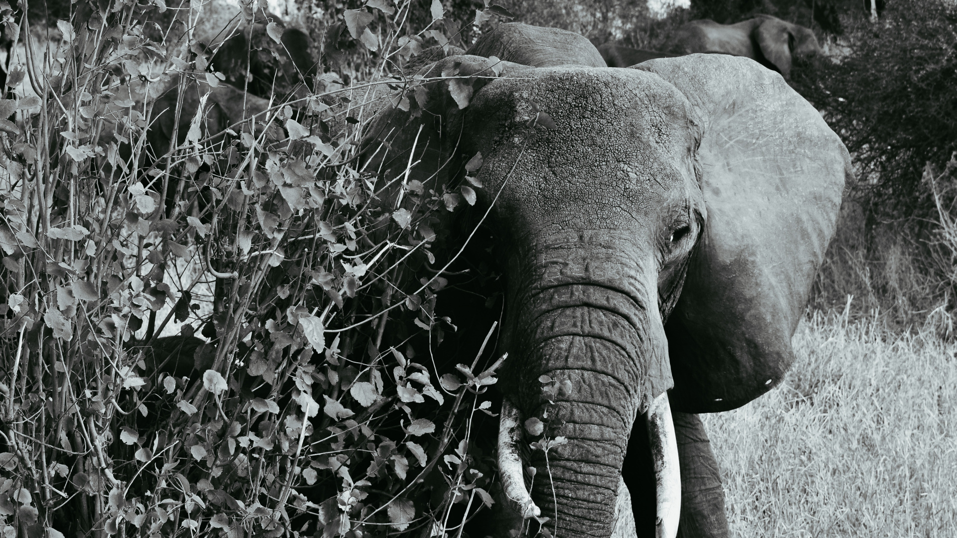 Обои Слон, черный и белый, наземные животные, слоны и мамонты, живая природа в разрешении 1920x1080