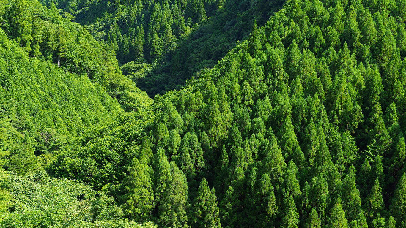 Обои лес, дерево, растительность, природный заповедник, ель еловый лес в разрешении 1366x768