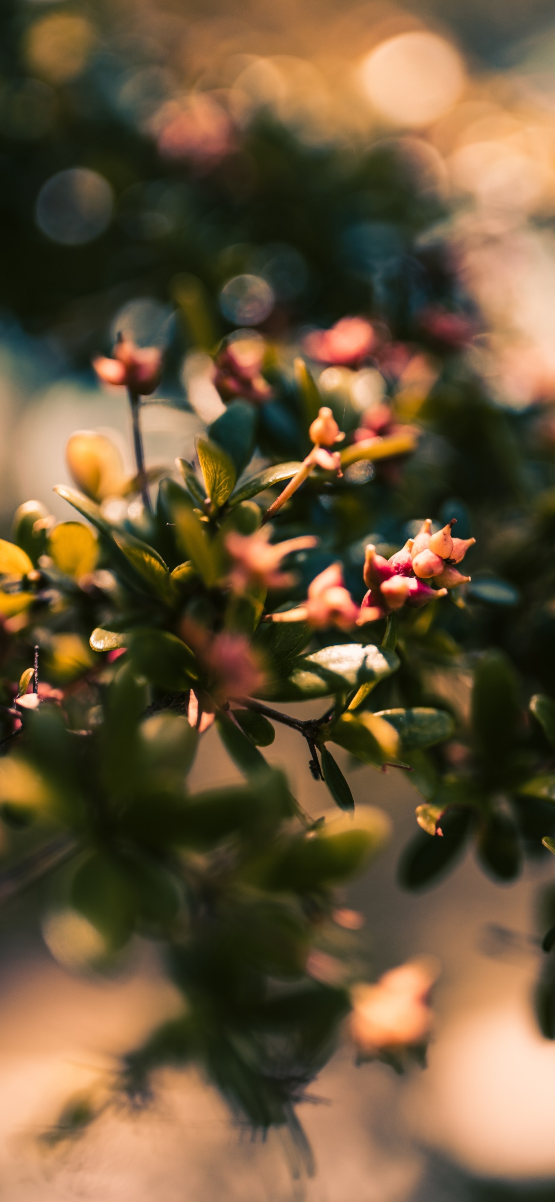 Обои лист, расцвет, цветок, ветвь, растение в разрешении 1125x2436