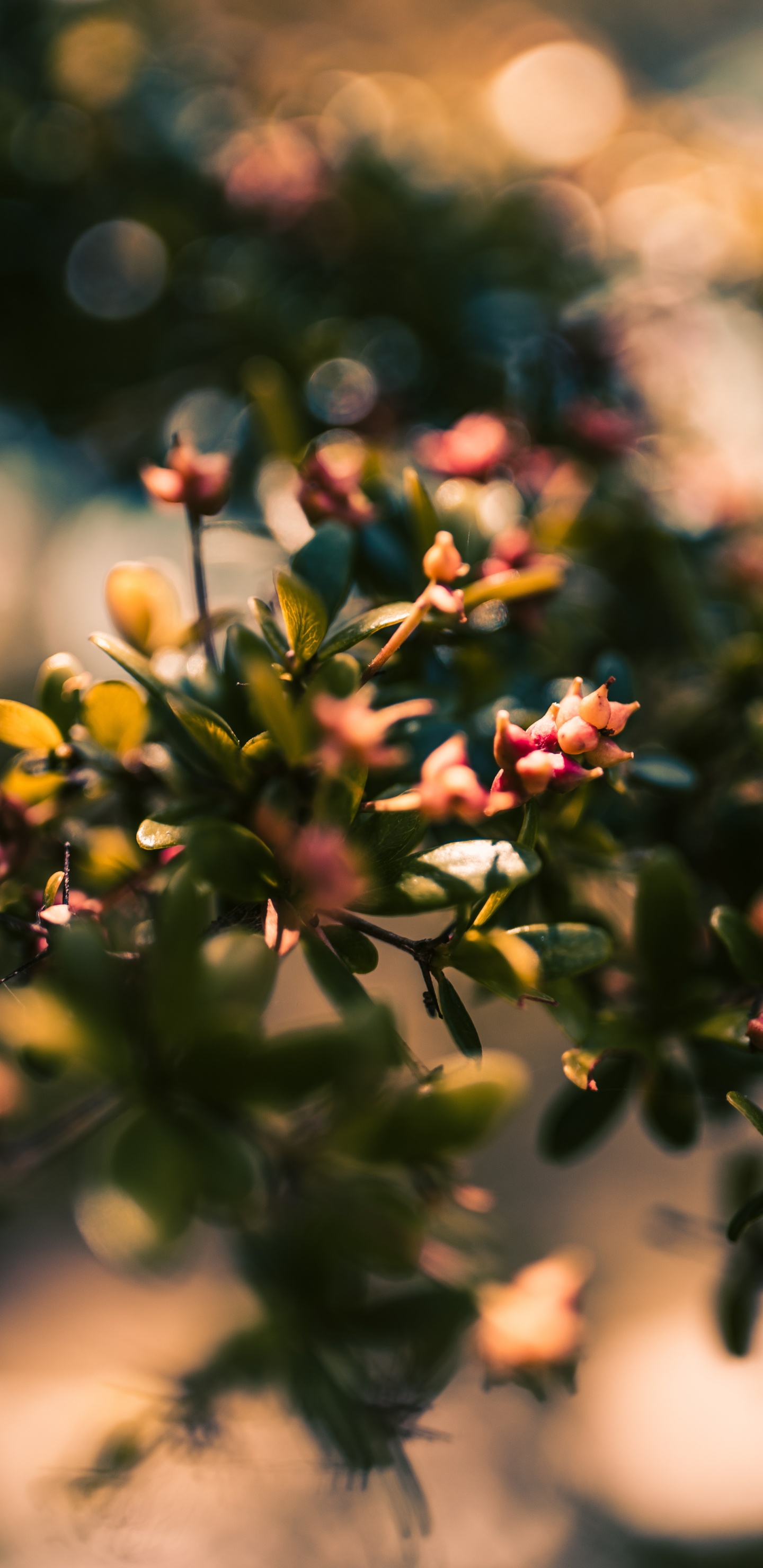 Обои лист, расцвет, цветок, ветвь, растение в разрешении 1440x2960