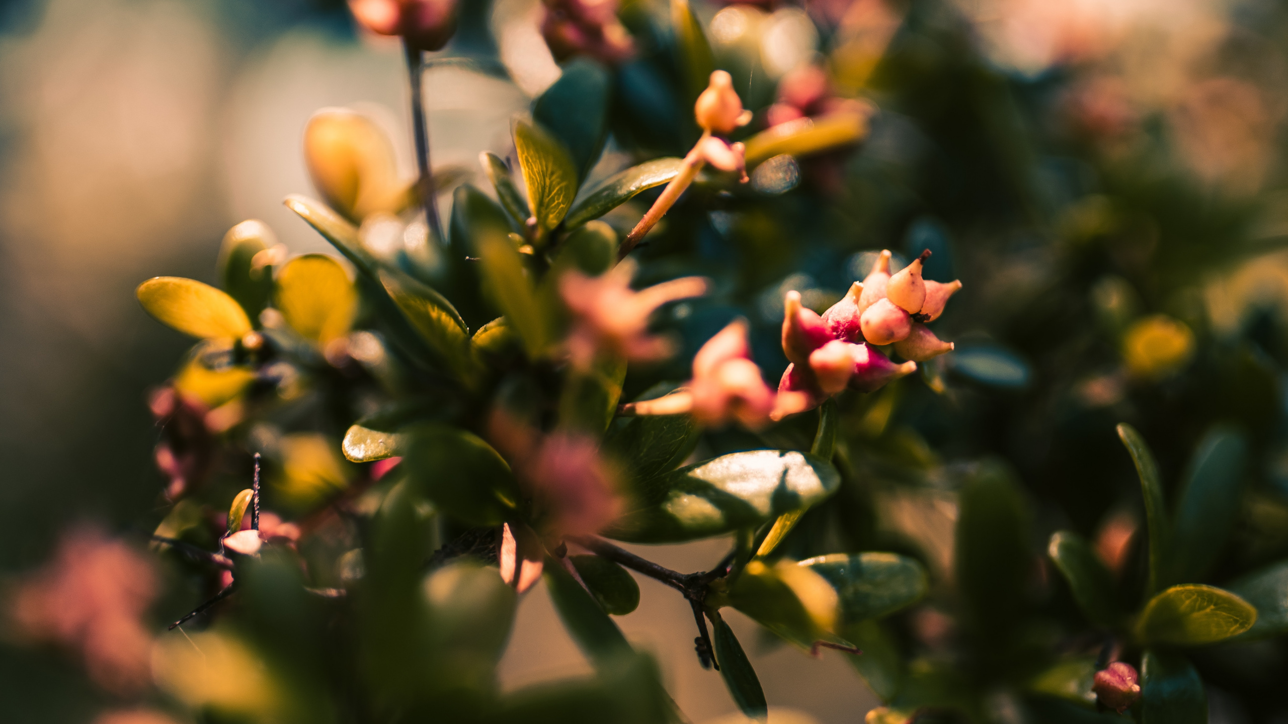 Обои лист, расцвет, цветок, ветвь, растение в разрешении 2560x1440