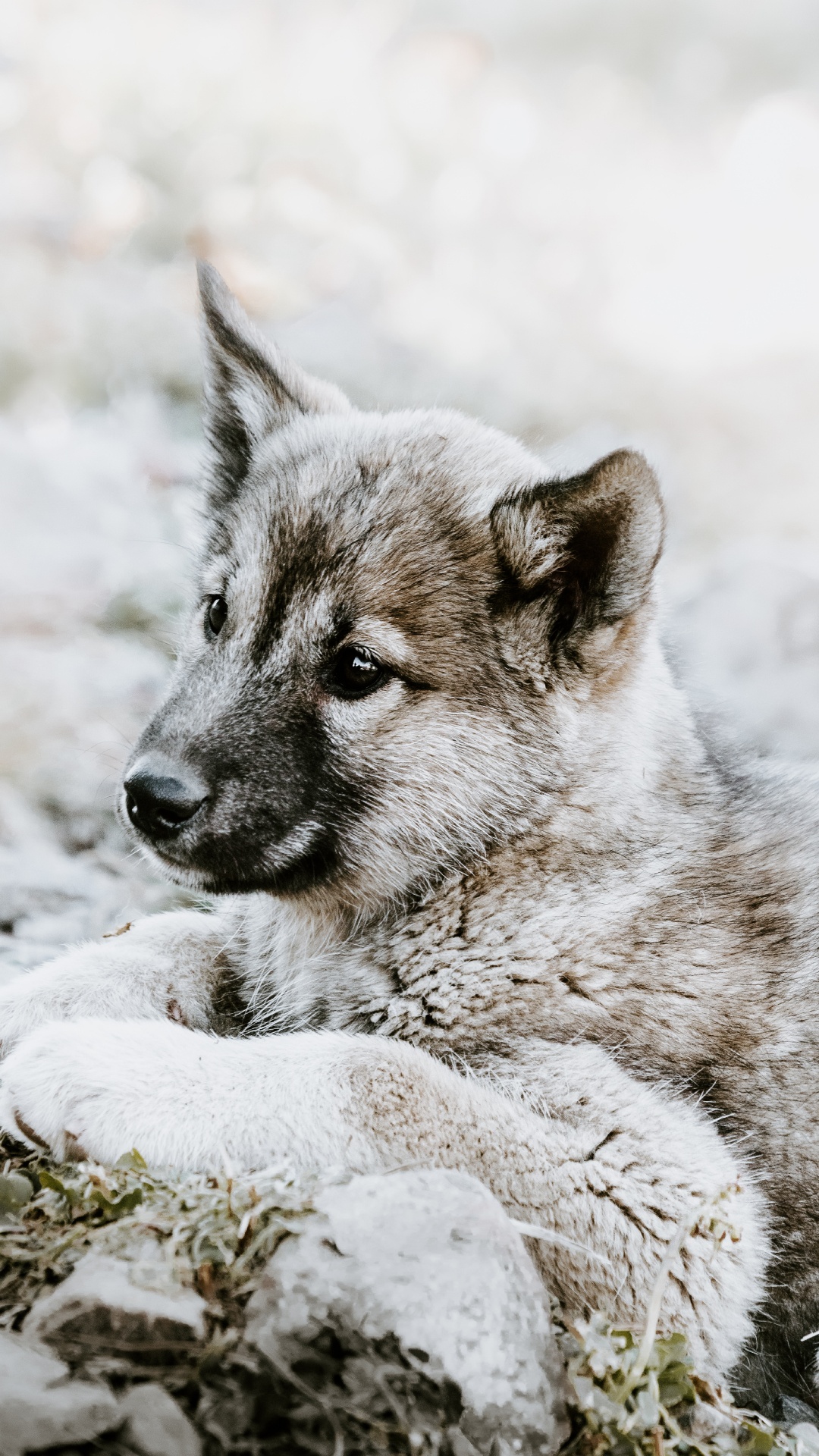 Обои чехословацкий влчак, щенок, норвежский элкхаунд, волкодав, живая природа в разрешении 1080x1920