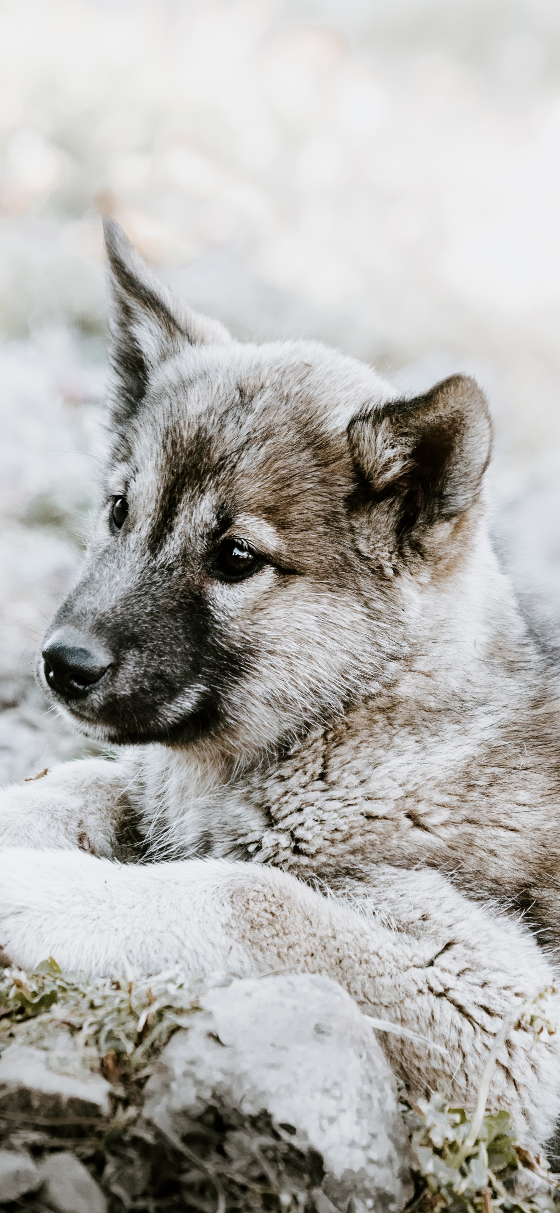 Обои чехословацкий влчак, щенок, норвежский элкхаунд, волкодав, живая природа в разрешении 1125x2436