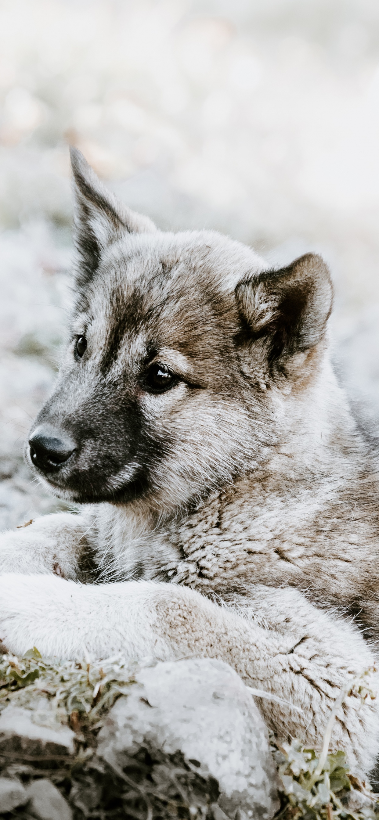 Обои чехословацкий влчак, щенок, норвежский элкхаунд, волкодав, живая природа в разрешении 1242x2688