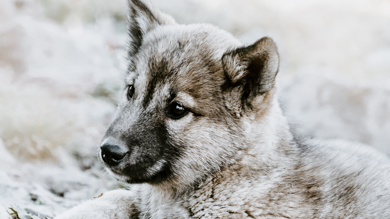 Обои чехословацкий влчак, щенок, норвежский элкхаунд, волкодав, живая природа в разрешении 1366x768
