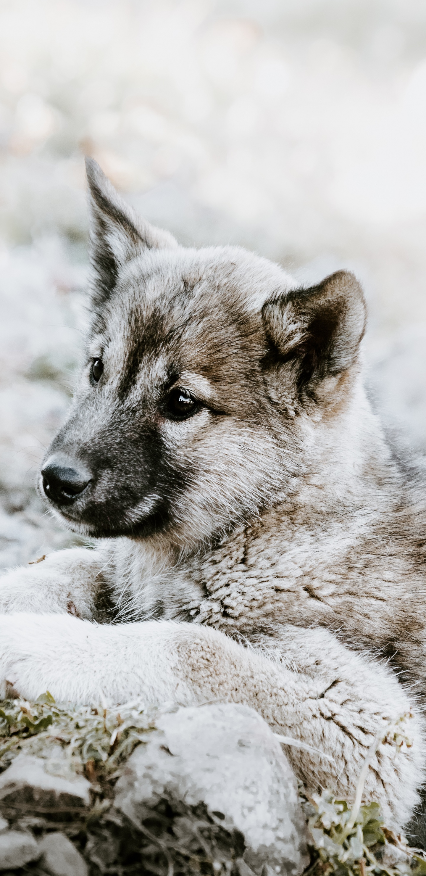 Обои чехословацкий влчак, щенок, норвежский элкхаунд, волкодав, живая природа в разрешении 1440x2960