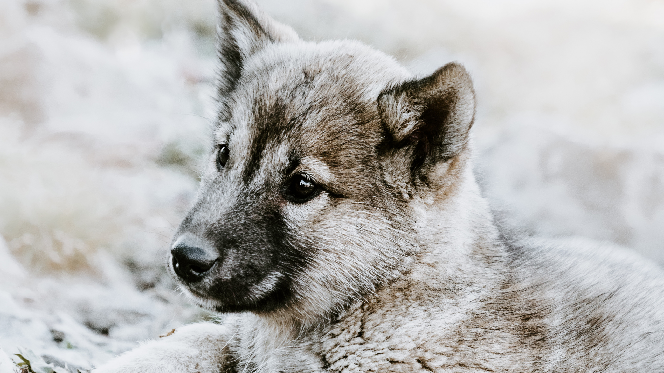 Обои чехословацкий влчак, щенок, норвежский элкхаунд, волкодав, живая природа в разрешении 2560x1440