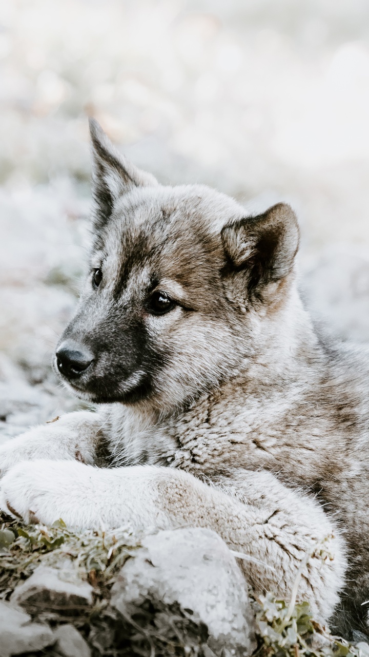 Обои чехословацкий влчак, щенок, норвежский элкхаунд, волкодав, живая природа в разрешении 720x1280