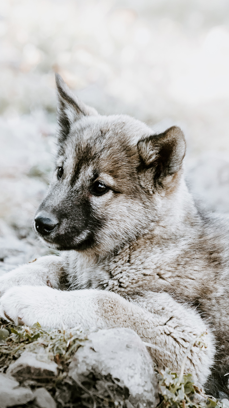 Обои чехословацкий влчак, щенок, норвежский элкхаунд, волкодав, живая природа в разрешении 750x1334