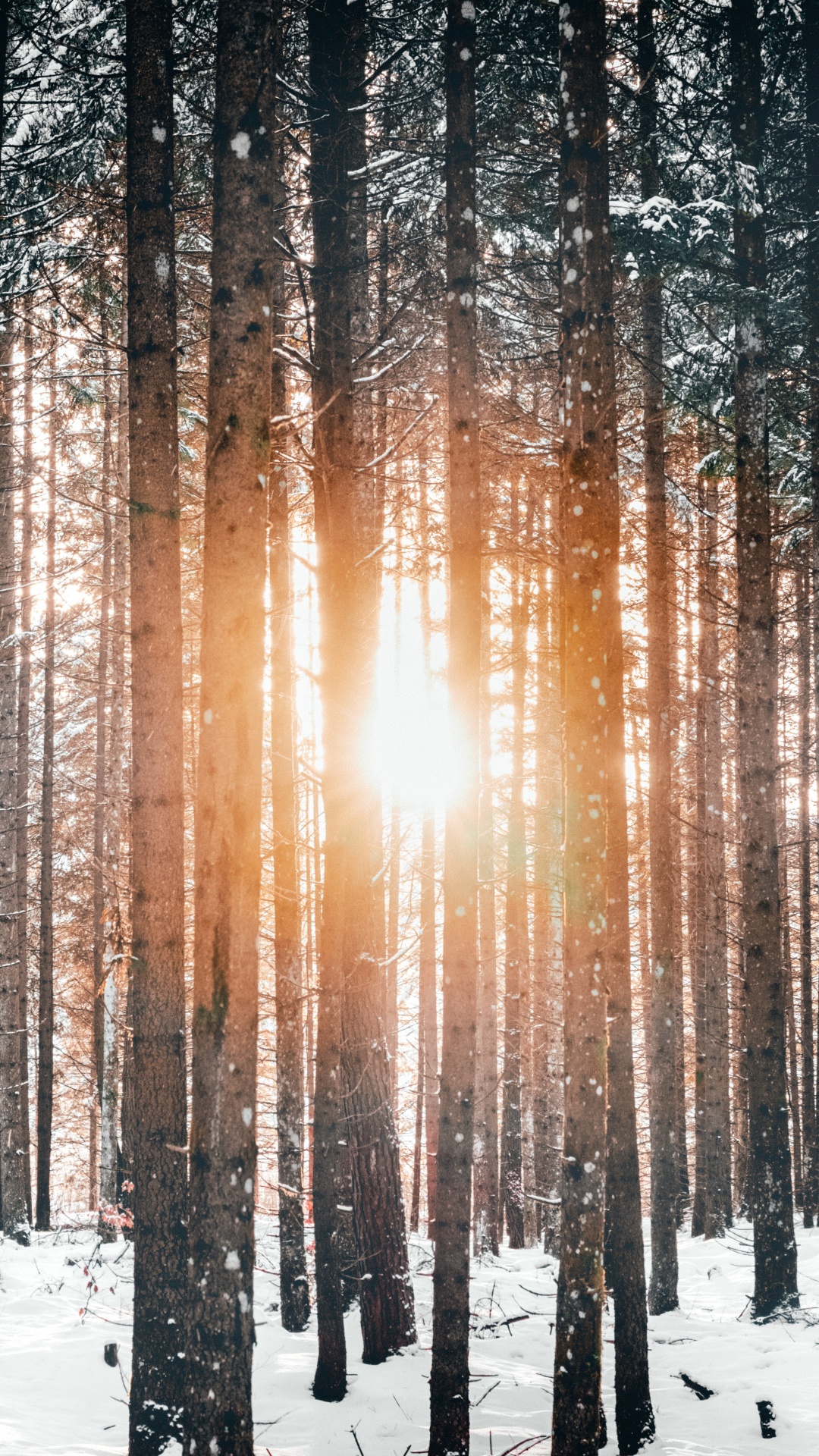 Обои дерево, снег, зима, природа, лес в разрешении 1080x1920