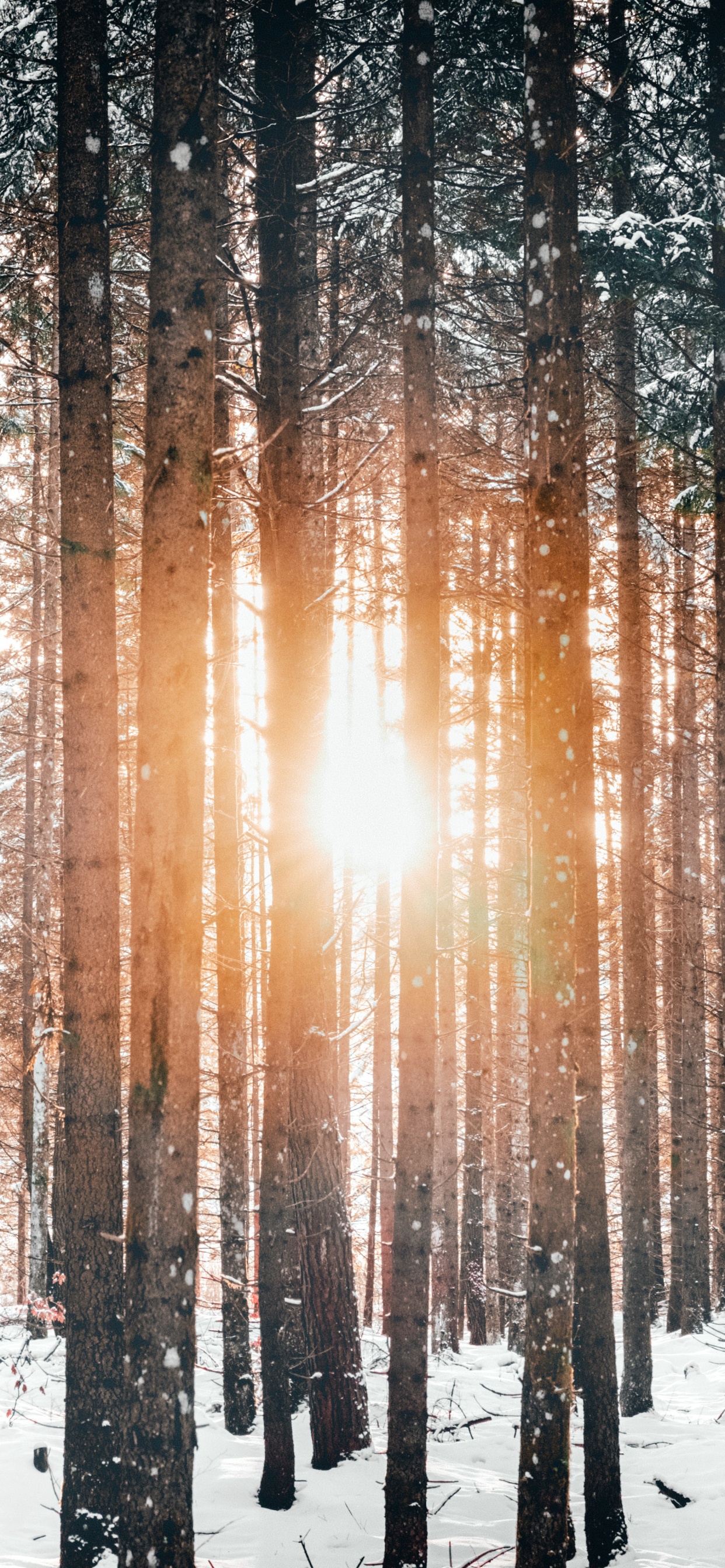 Обои дерево, снег, зима, природа, лес в разрешении 1242x2688