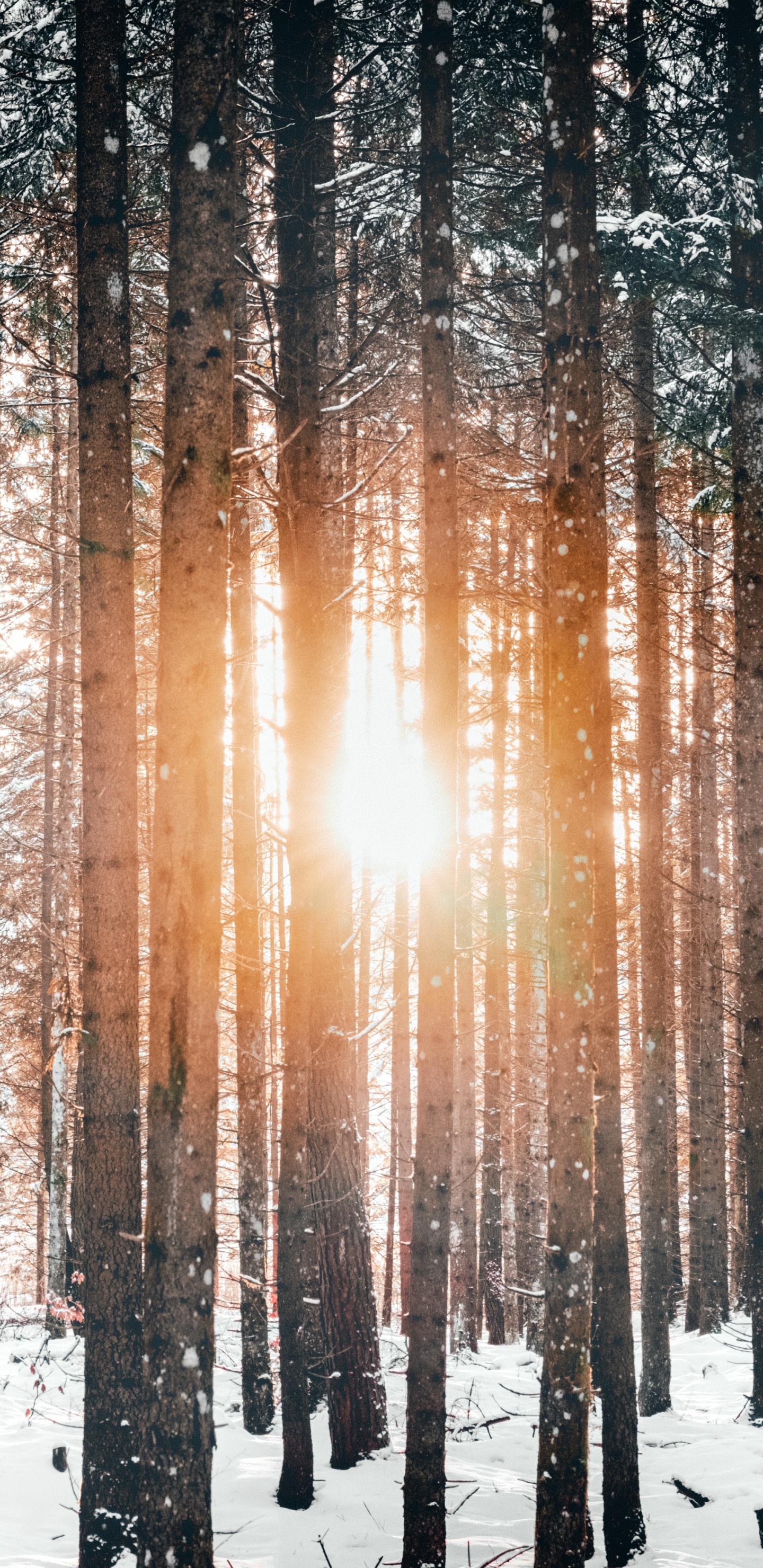 Обои дерево, снег, зима, природа, лес в разрешении 1440x2960