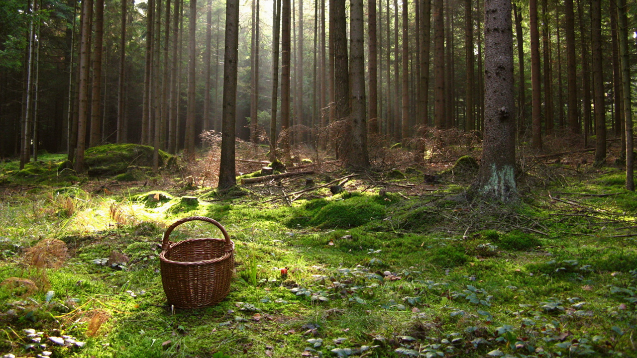 Обои лес, лесистая местность, дикая местность, хвойными лесами, природный заповедник в разрешении 1280x720