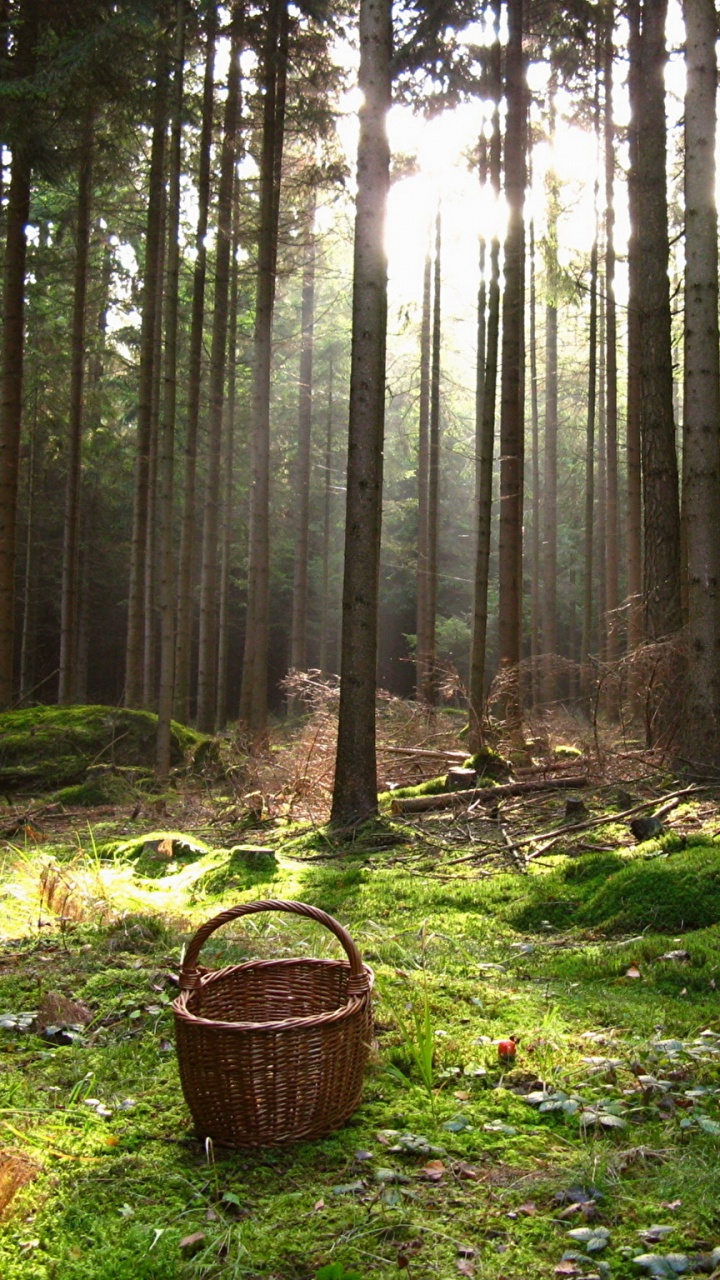 Обои лес, лесистая местность, дикая местность, хвойными лесами, природный заповедник в разрешении 720x1280