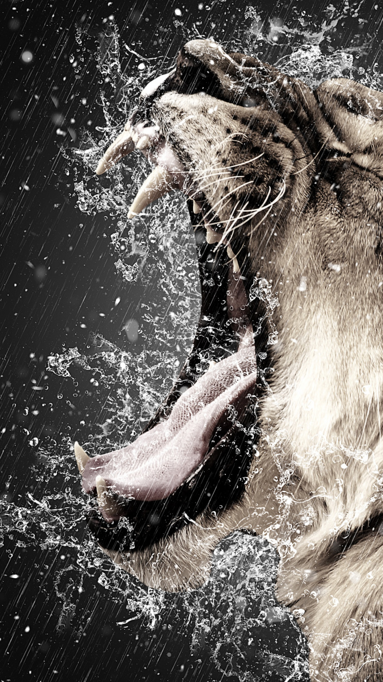 Обои Лев, тигр, рев, вода, живая природа в разрешении 750x1334