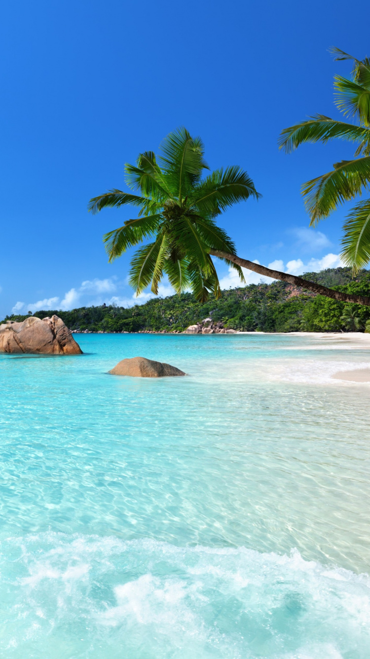 Обои Анс Лацио, пляж, тропическая зона, море, Карибский бассейн в разрешении 750x1334