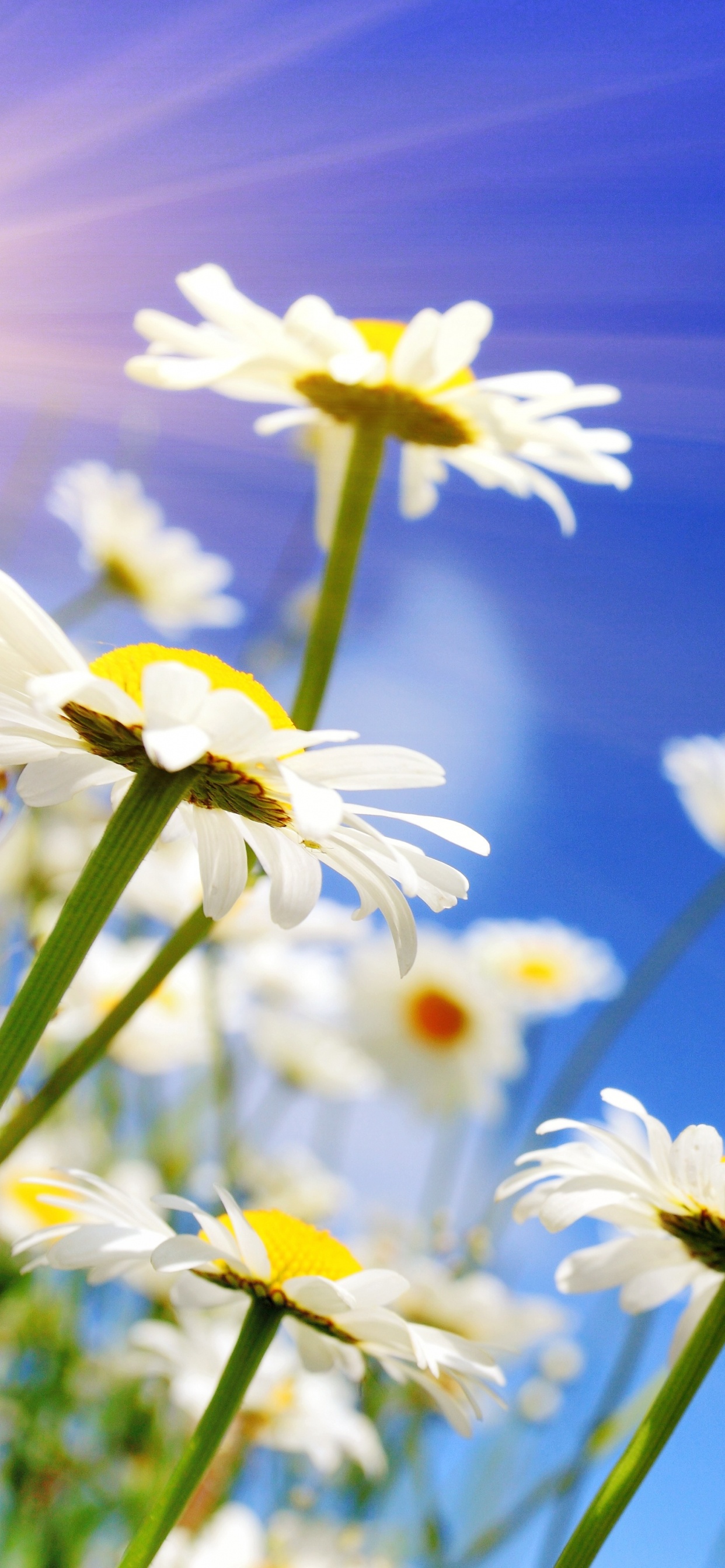 Обои цветок, цветковое растение, Маргаритка, oxeye Дейзи, ромашка непахучая в разрешении 1242x2688