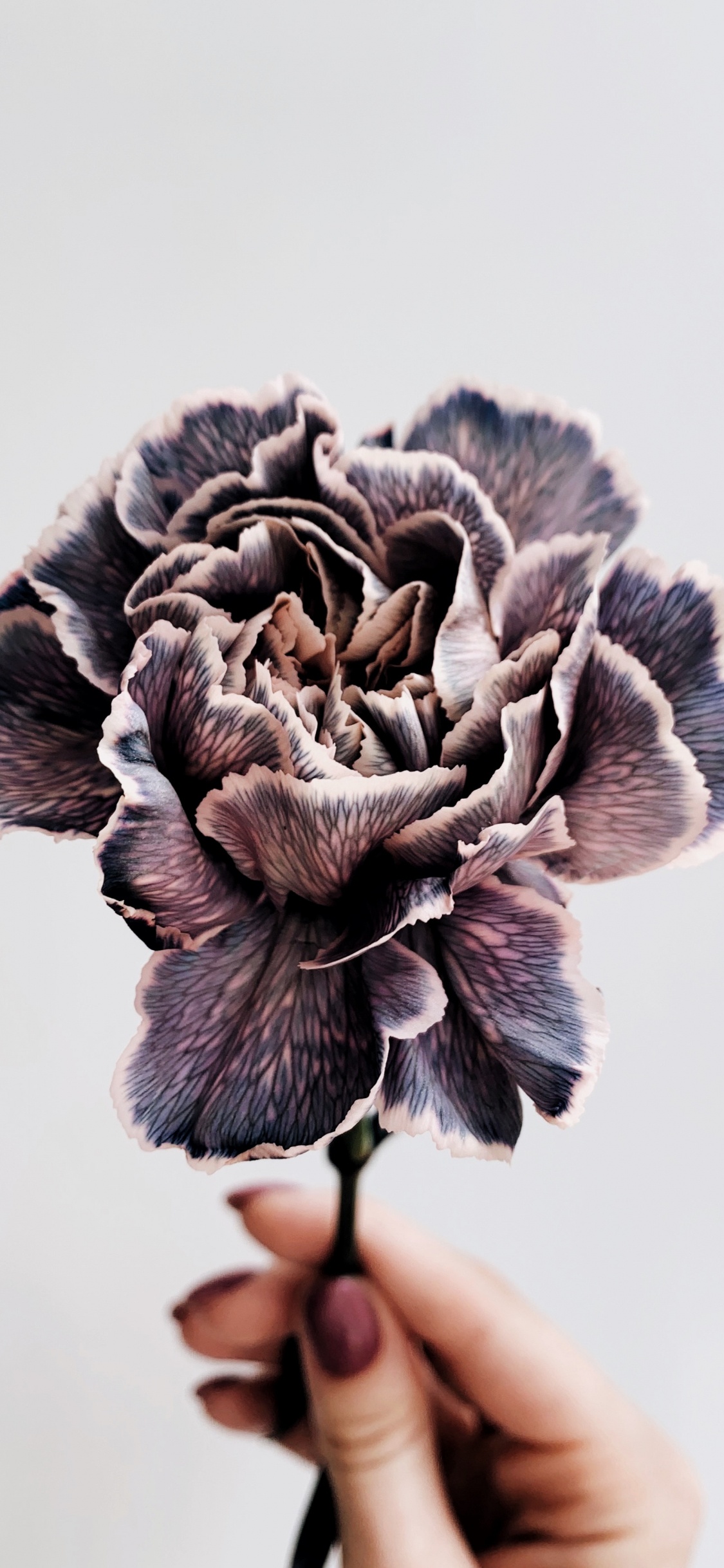 Обои язык урду, шлем, пурпур, писатель, головной убор в разрешении 1125x2436