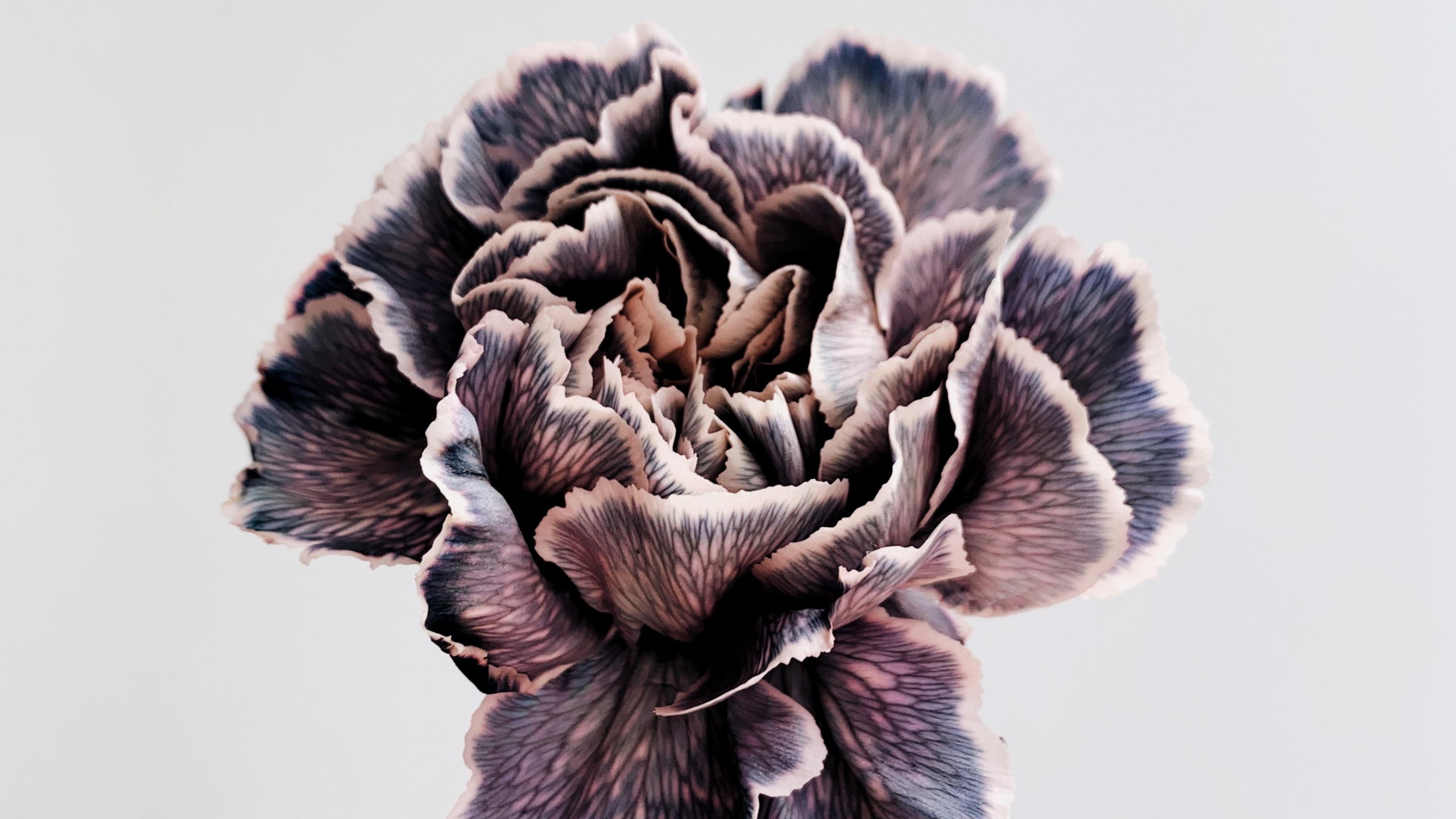 Обои язык урду, шлем, пурпур, писатель, головной убор в разрешении 2560x1440