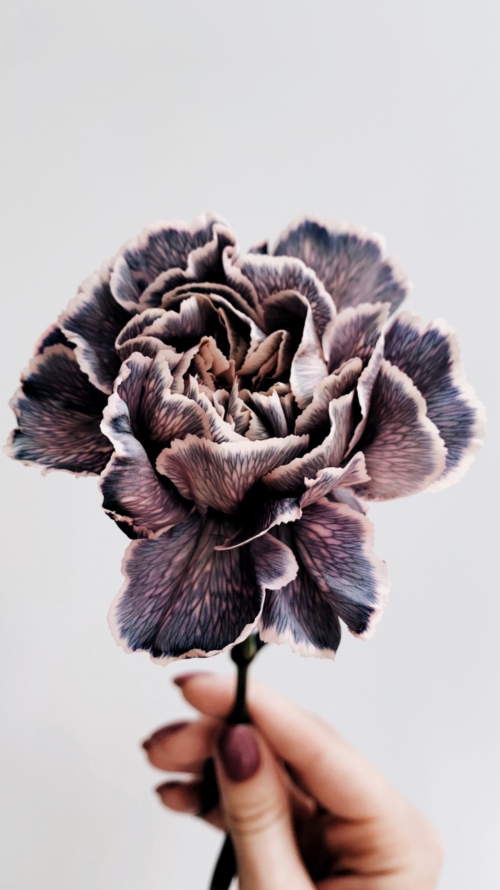 Обои язык урду, шлем, пурпур, писатель, головной убор в разрешении 720x1280