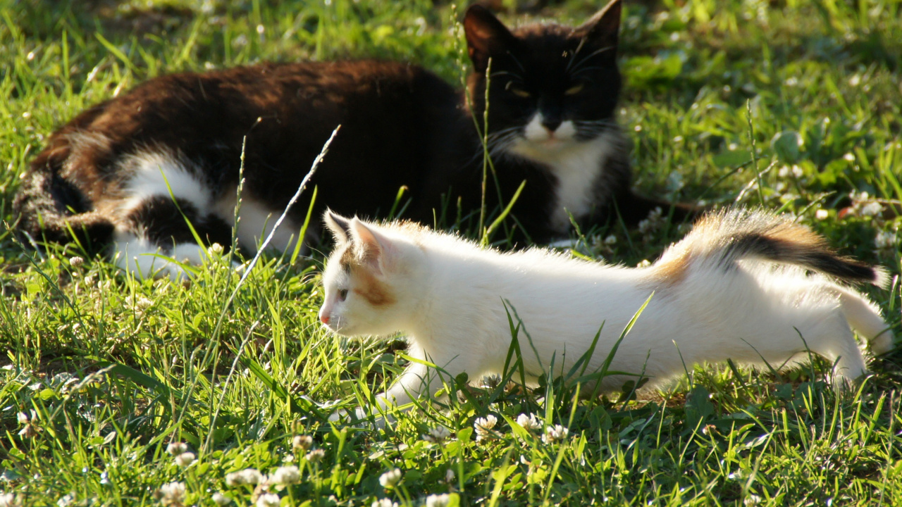 Обои котенок, растение, газон, фауна, кошки малого и среднего размера в разрешении 1280x720