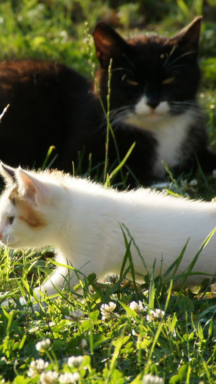 Обои котенок, растение, газон, фауна, кошки малого и среднего размера в разрешении 750x1334