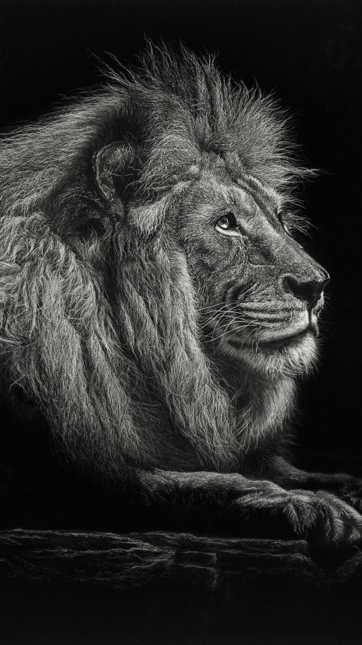 Обои Лев, черный, живая природа, монохромный, кошачьих в разрешении 1440x2560