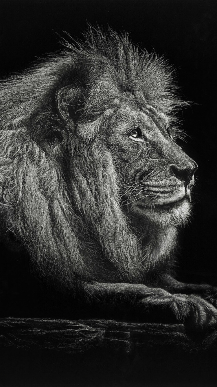 Обои Лев, черный, живая природа, монохромный, кошачьих в разрешении 750x1334