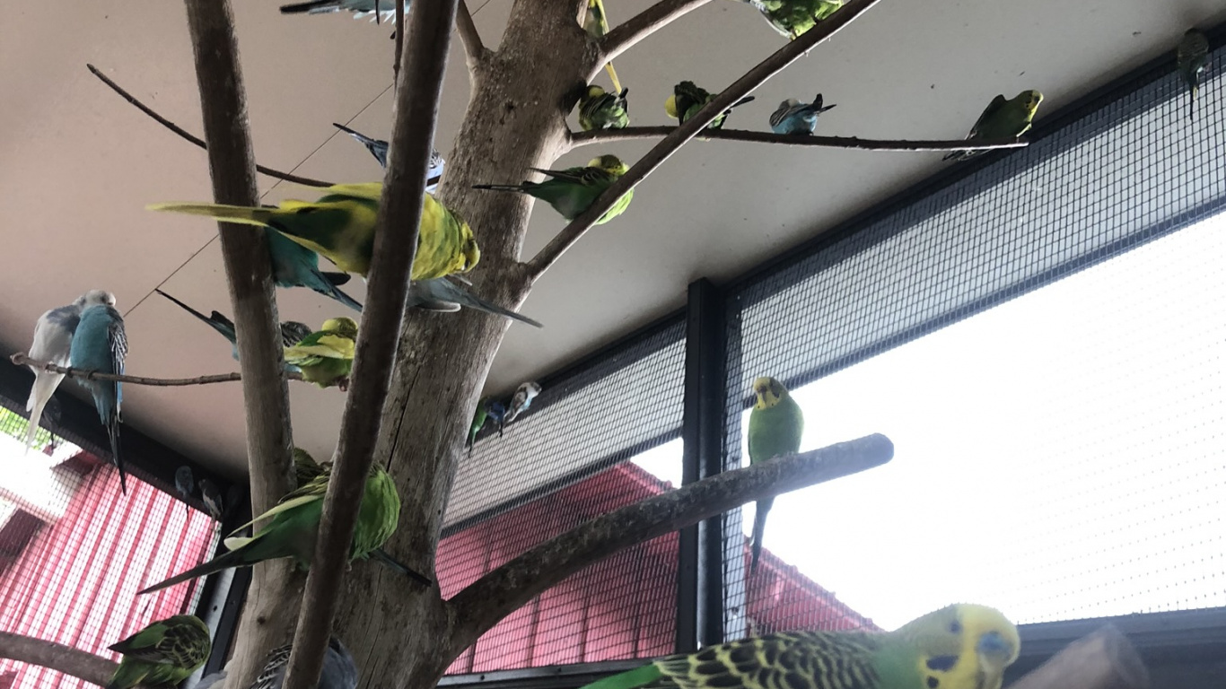 Обои дерево, биология, наука, попугай, птица в разрешении 1366x768