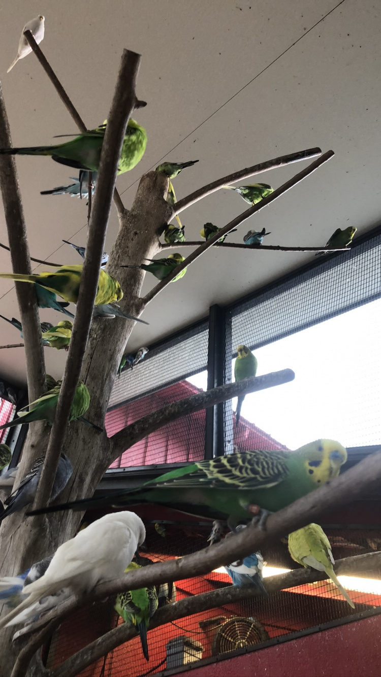 Обои дерево, биология, наука, попугай, птица в разрешении 750x1334