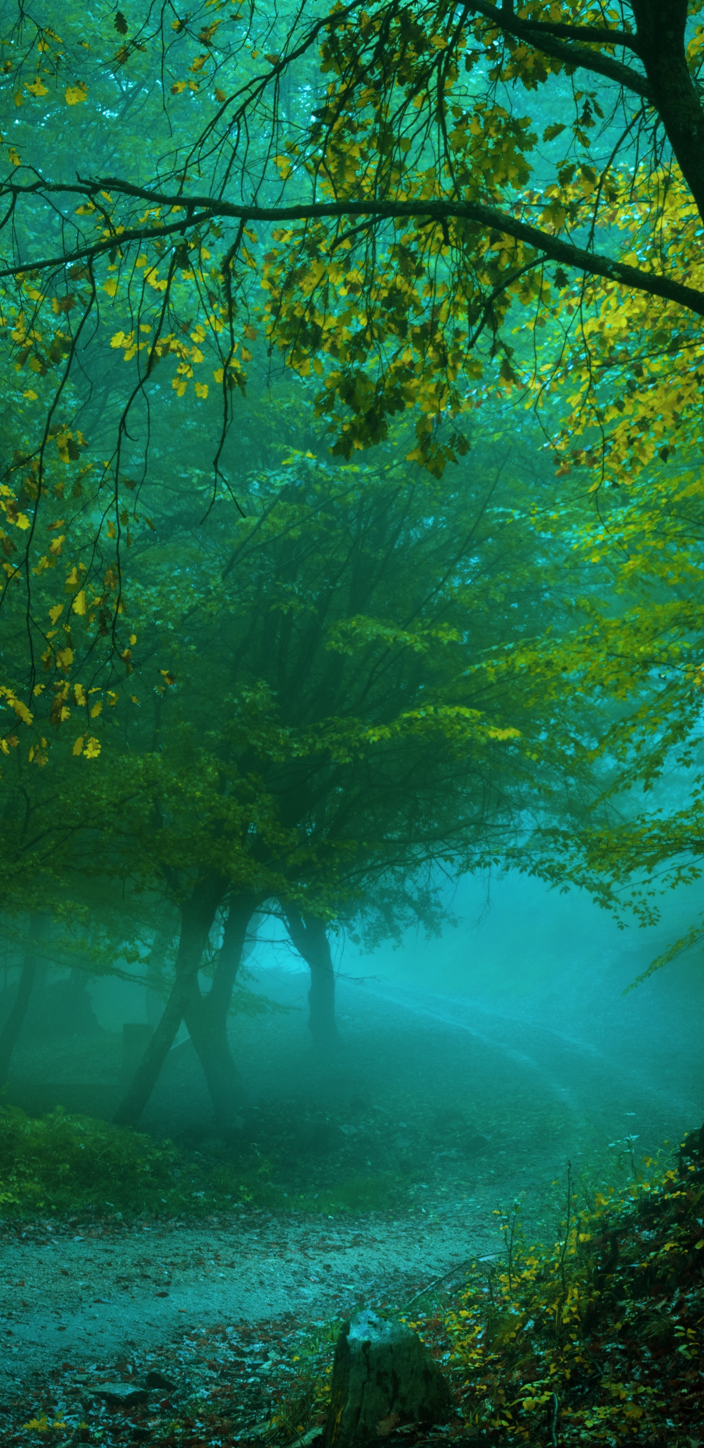 Обои природа, зеленый, лес, лесистая местность, растительность в разрешении 1440x2960