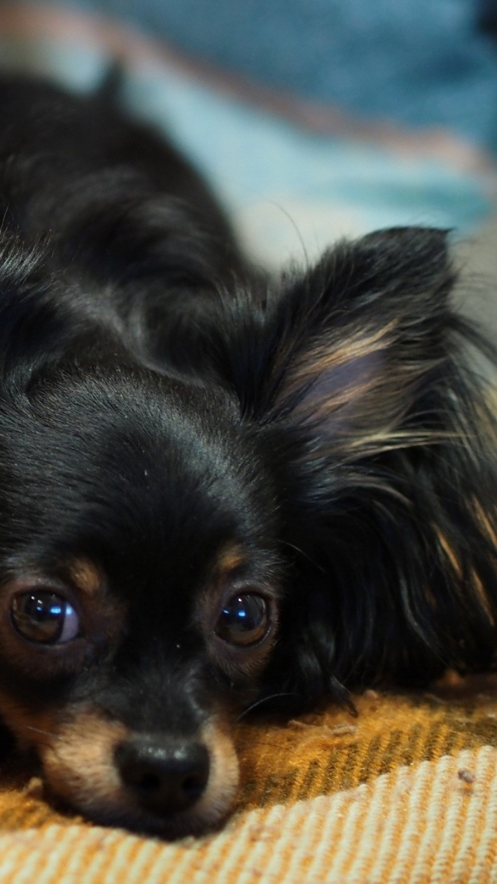 Обои щенок, собака породы, собака компаньон, морда, породы в разрешении 720x1280