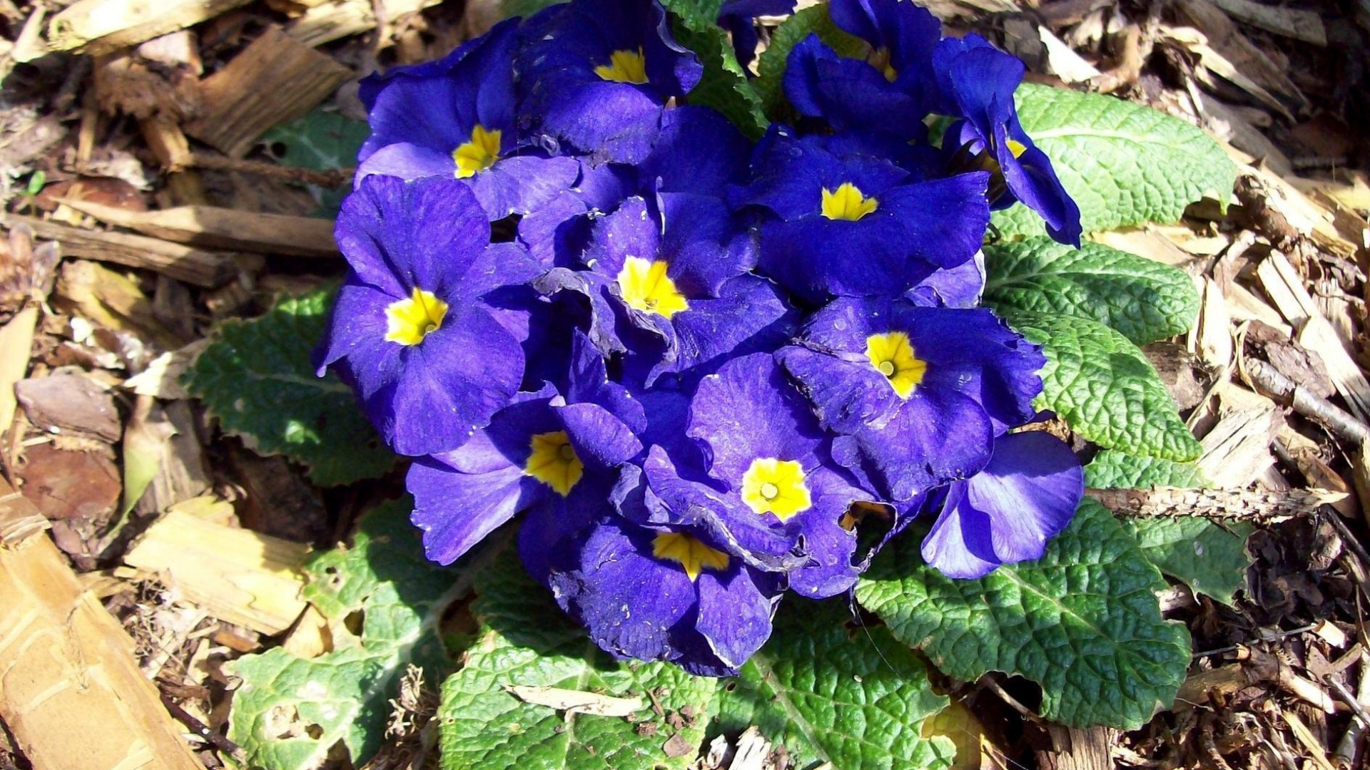 Обои первоцвет, цветковое растение, синий, Фиолетовый, альт в разрешении 1920x1080