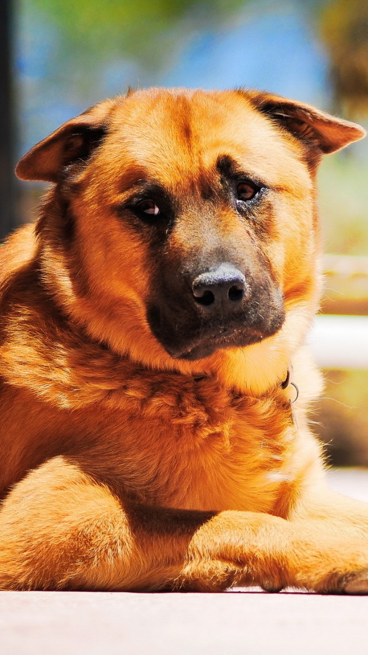 Обои щенок, собака породы, пес, морда, уличные собаки в разрешении 720x1280