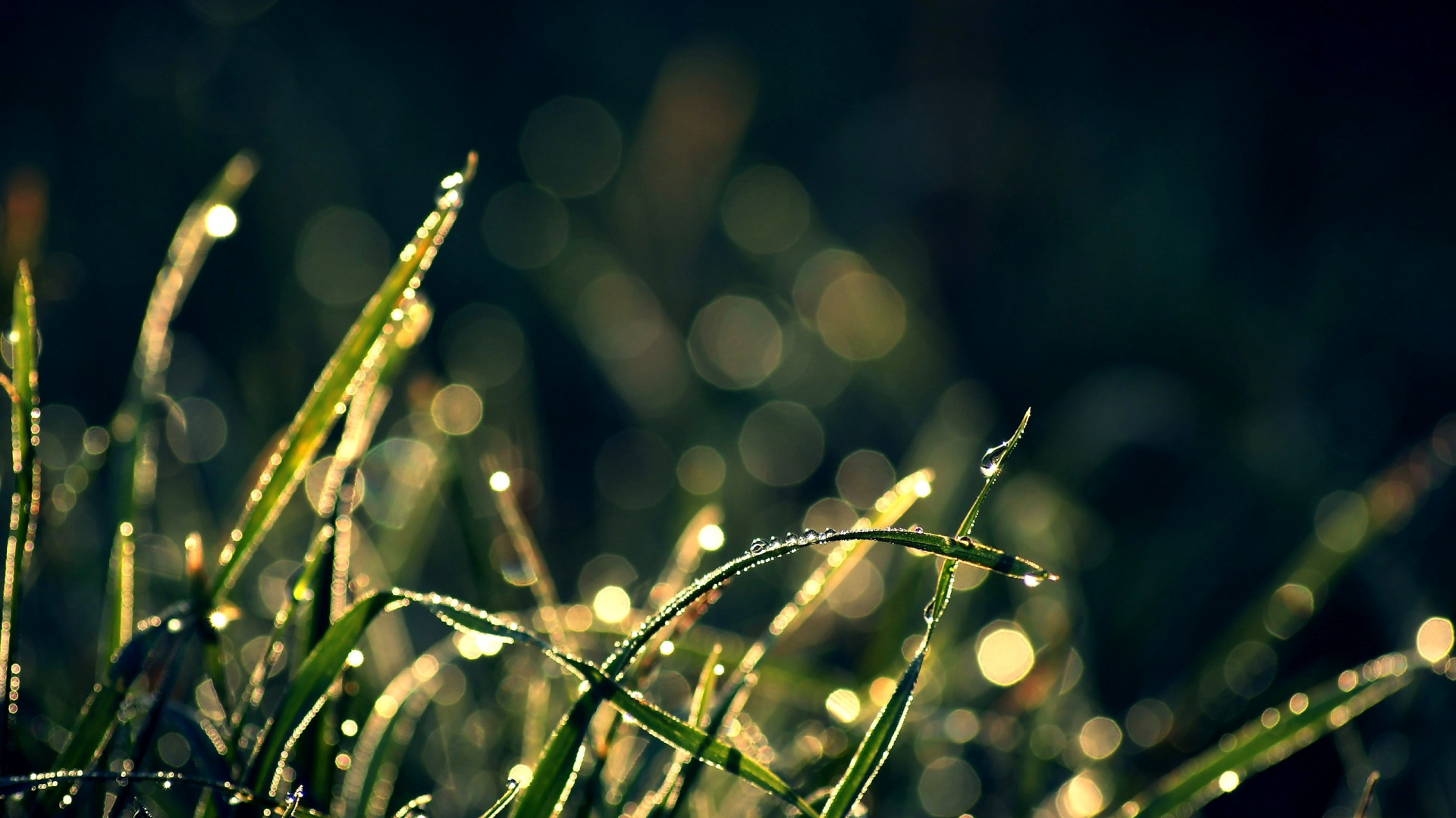Обои боке, глубина резкости, вода, влага, роса в разрешении 1920x1080
