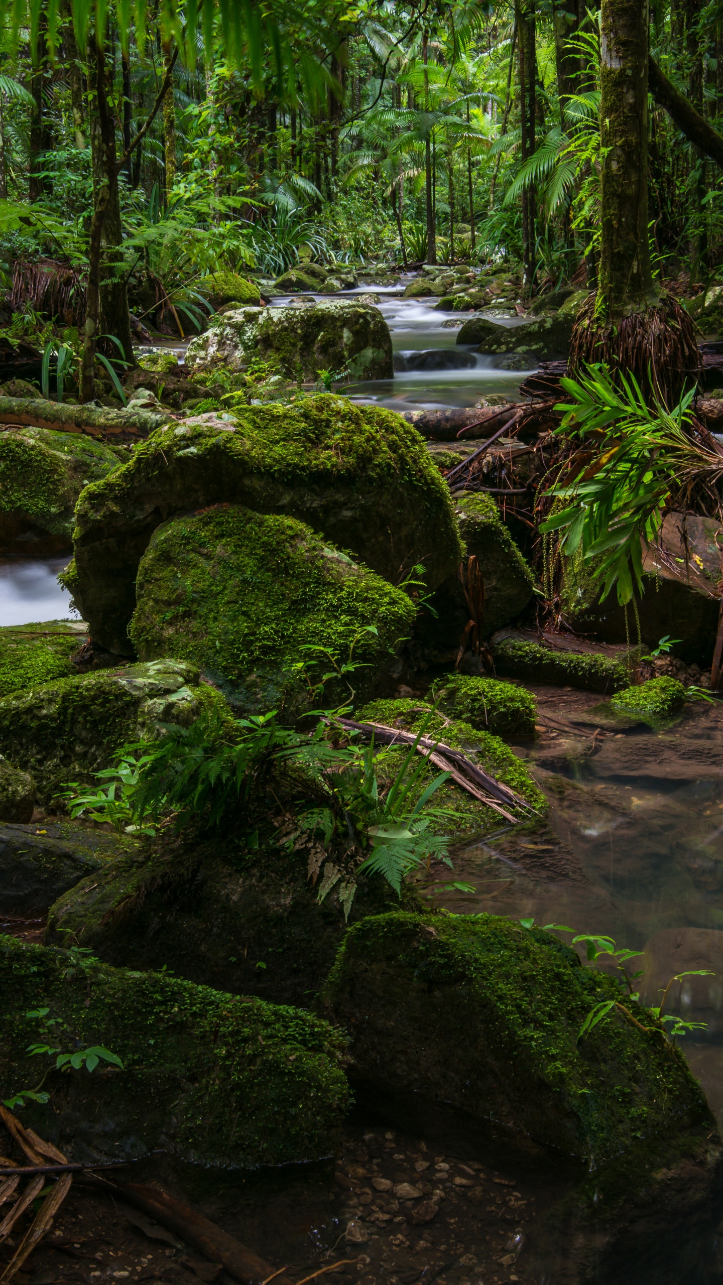 Обои Национальный Парк Ночь, национальный парк, лес, парк, природа в разрешении 1440x2560