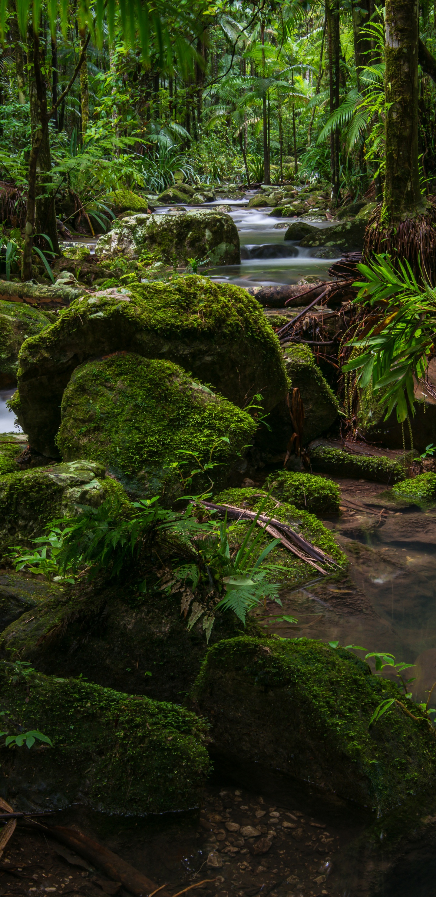 Обои Национальный Парк Ночь, национальный парк, лес, парк, природа в разрешении 1440x2960