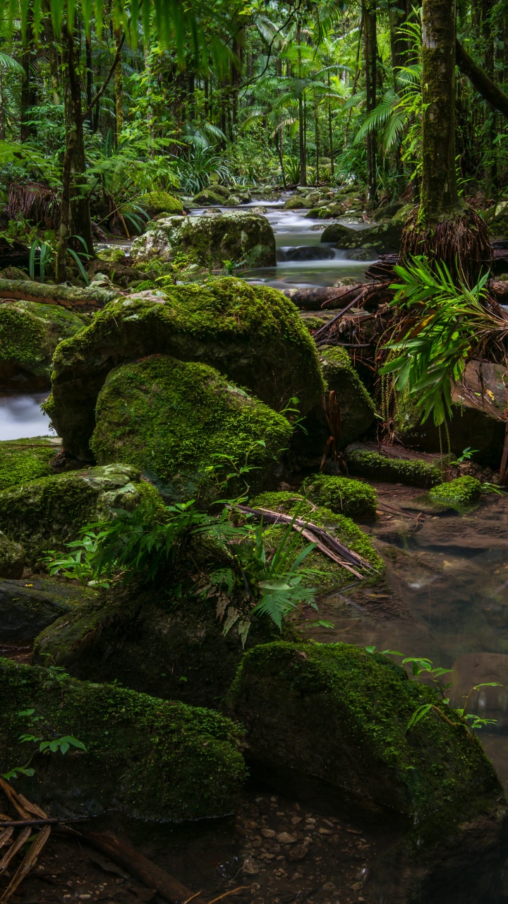 Обои Национальный Парк Ночь, национальный парк, лес, парк, природа в разрешении 720x1280