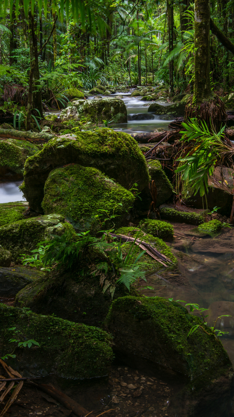 Обои Национальный Парк Ночь, национальный парк, лес, парк, природа в разрешении 750x1334