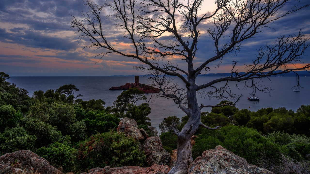 Обои облако, растение, растительное сообщество, дерево, природный ландшафт в разрешении 1280x720