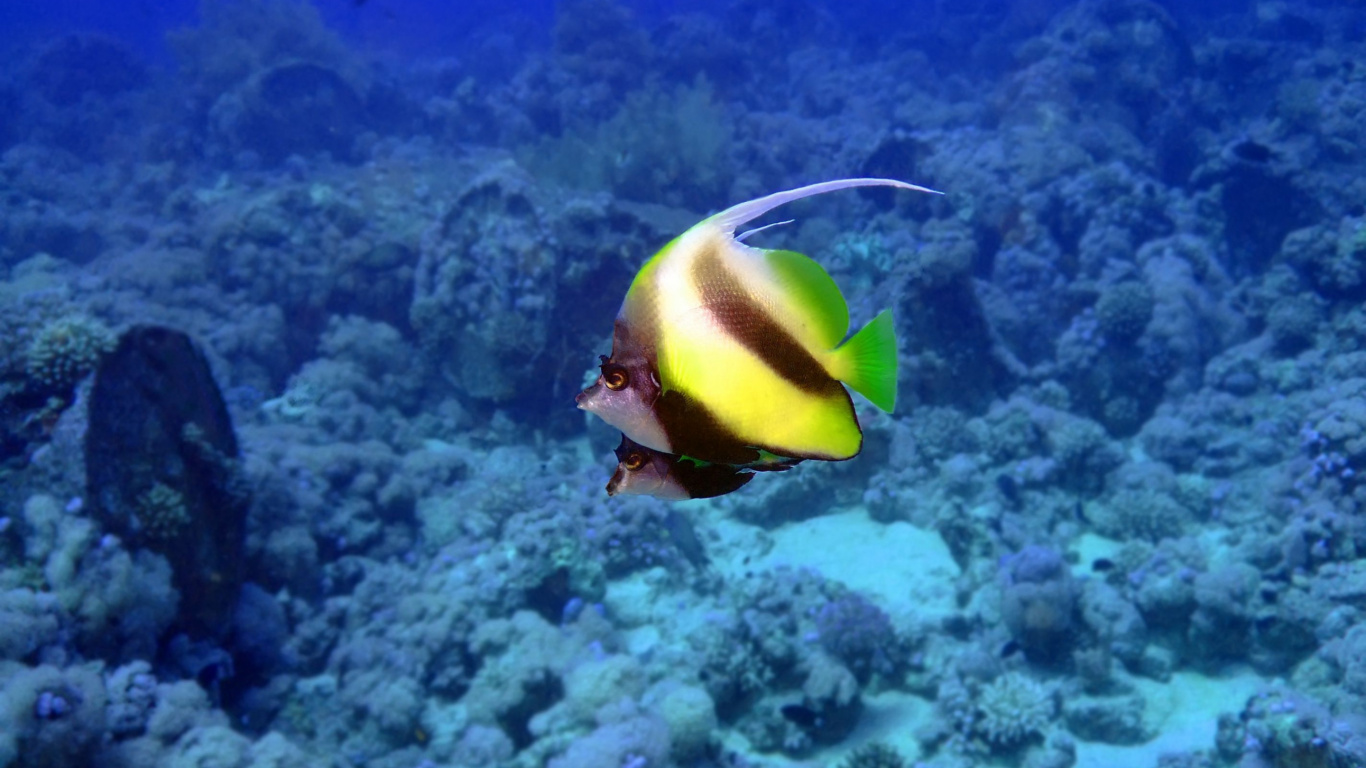 Обои экосистема, коралловый риф рыбы, коралловый риф, риф, подземные воды в разрешении 1366x768