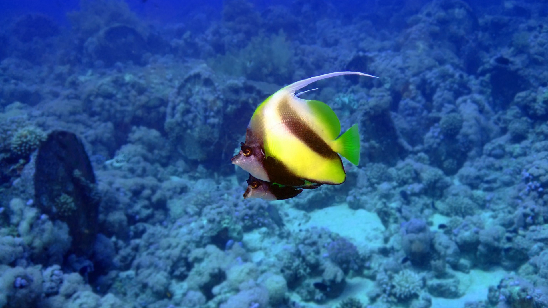 Обои экосистема, коралловый риф рыбы, коралловый риф, риф, подземные воды в разрешении 1920x1080