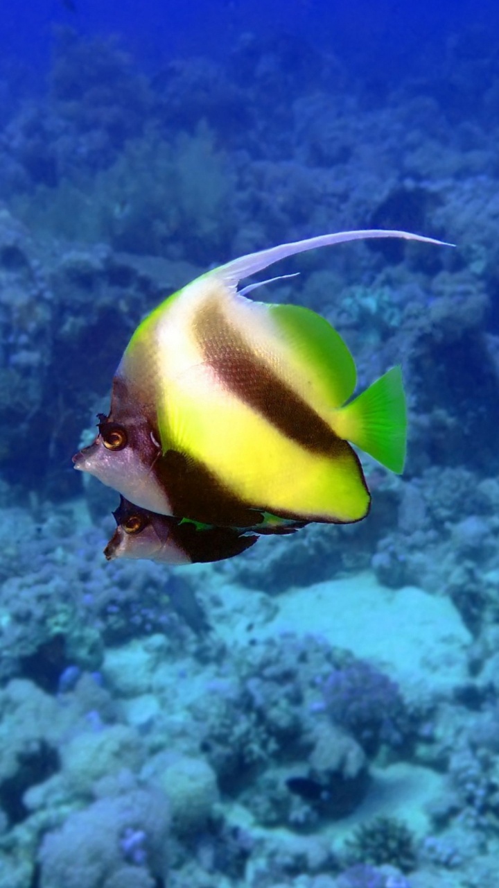 Обои экосистема, коралловый риф рыбы, коралловый риф, риф, подземные воды в разрешении 720x1280