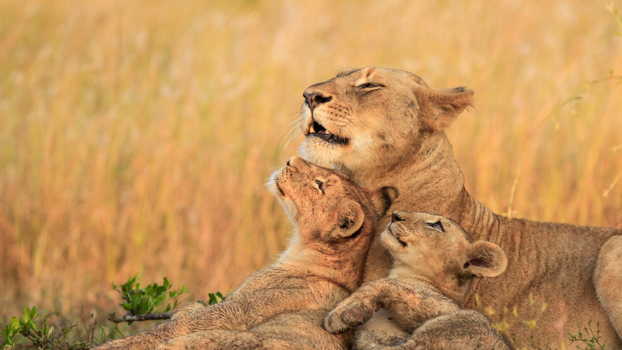 Обои Лев, живая природа, наземные животные, масаи Лев, сафари в разрешении 1280x720