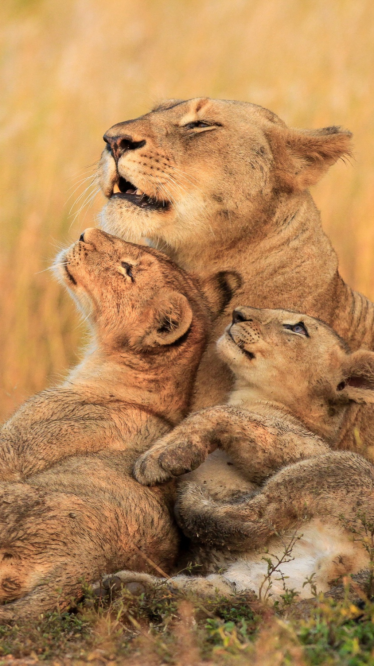 Обои Лев, живая природа, наземные животные, масаи Лев, сафари в разрешении 750x1334