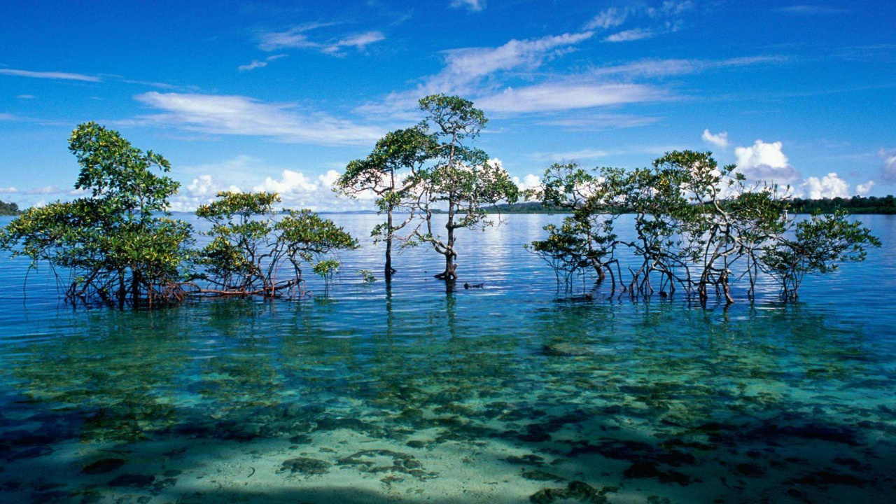 Обои природа, вода, растительность, тропическая зона, море в разрешении 1280x720