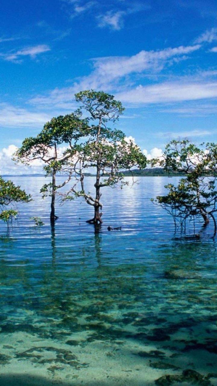 Обои природа, вода, растительность, тропическая зона, море в разрешении 720x1280