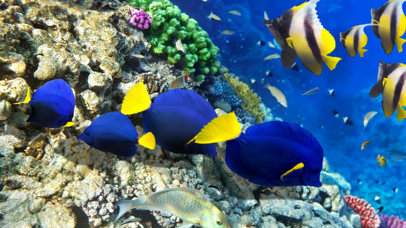 Обои коралловый риф, коралловый риф рыбы, риф, подземные воды, Помацентровые в разрешении 1366x768