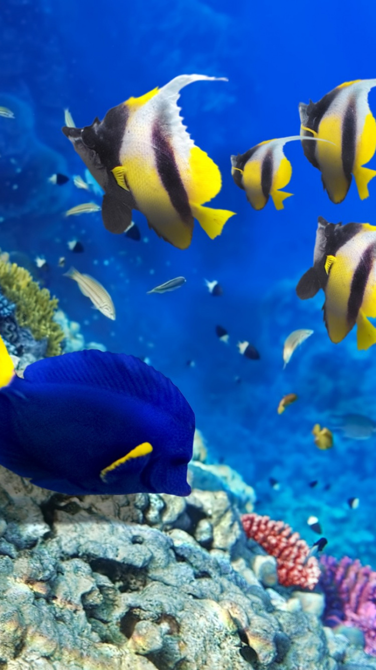 Обои коралловый риф, коралловый риф рыбы, риф, подземные воды, Помацентровые в разрешении 750x1334